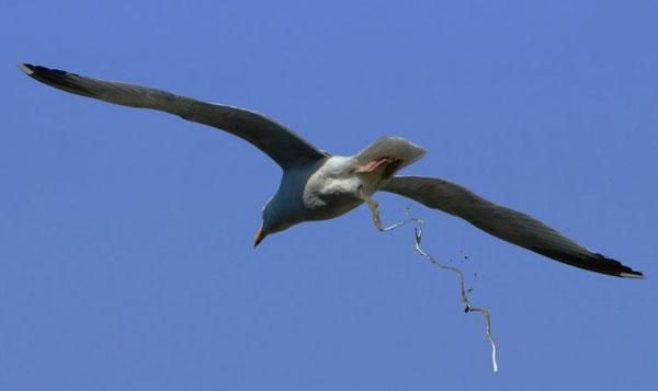 mouette chieuse.jpg