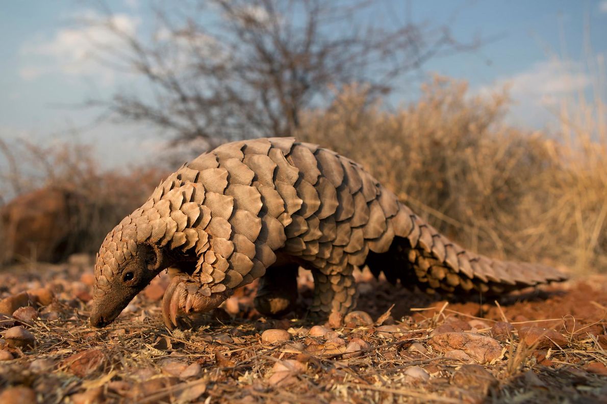 pangolin-cites-03.ngsversion.1501687833883.adapt_.1900.1.jpg