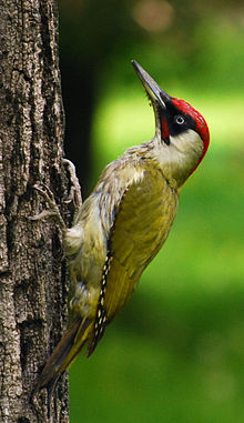 220px-RO_B_Carol_Park_green_woodpecker_crop.jpg