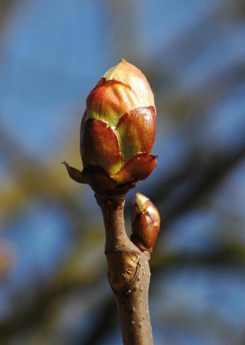 hd-marronnier_bourgeons.jpg